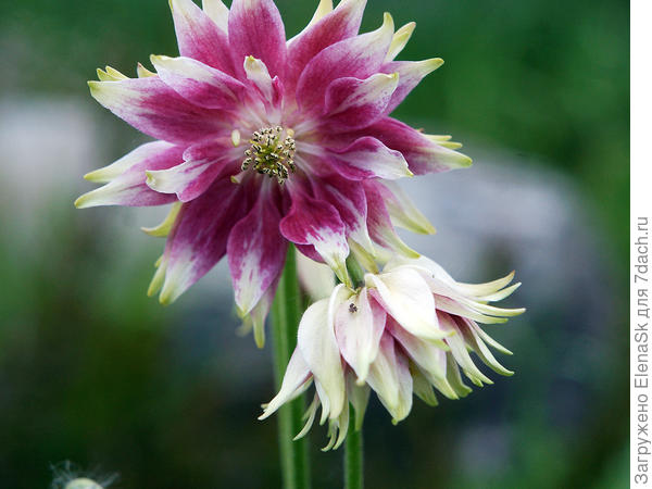 выраженность зеленого и насыщенность розового - немного варьируется в зависимости от места где растет (полное солнце, полутень)...