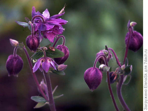 Эта еще пока не распустилась...