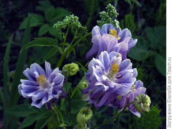 Смотрит вверх