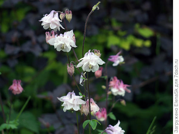 Белая аквилегия