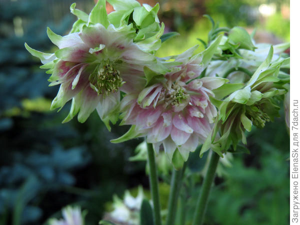 Вот он - зелененький...