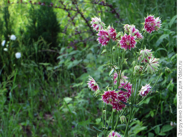 в разных частях сада она растет