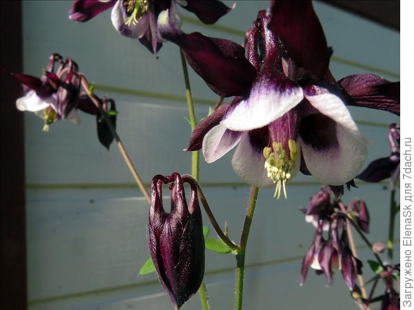 Цветы смотрят вниз