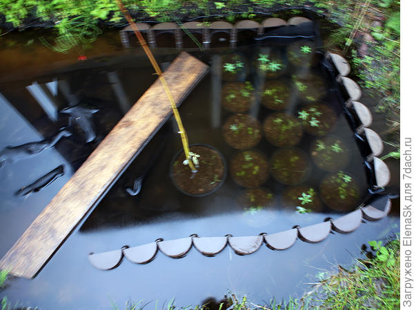 Дождь лил несколько дней, затопило все газоны и вот мои люпинв... Полностью в воде, &amp;quot;с головой&amp;quot;, доска, которая держала, чтобы горшки не завалились - плавает над ними... Как-то так. Я не знаю, сколько в воде всходы простояли, дождь долго шел и я была в городе. Самое интересное, что они - выжили.