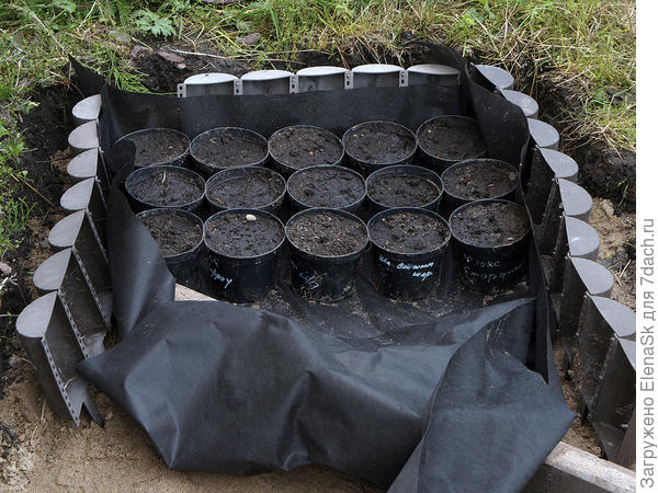 Поставила туда горшки... Люпины начали всходить, осенью собиралась рассадить по саду... Но пошли дожди...