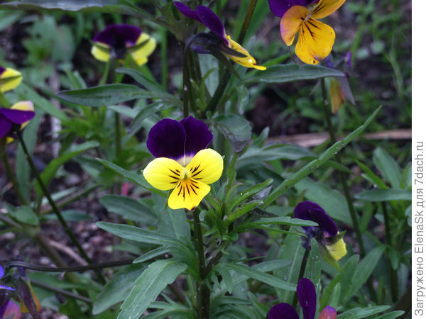 Виола рогатая