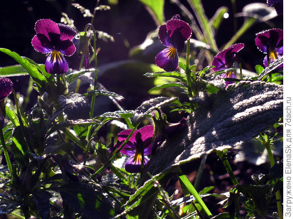 Осенние заморозки