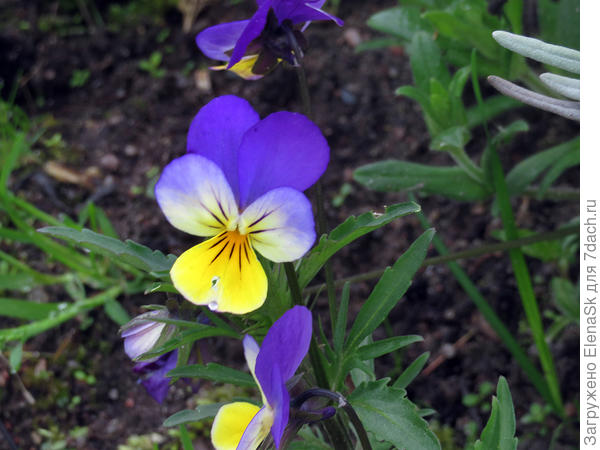 Виола рогатая