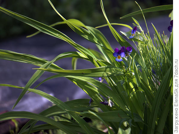 Любопытная виола...