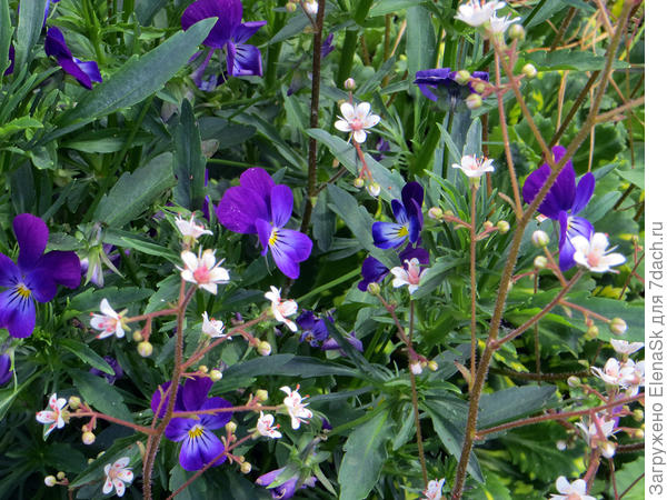 Виола рогатая