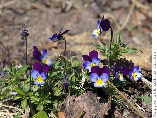 Виола рогатая