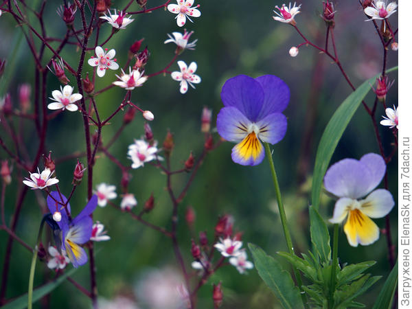 В камнеломке