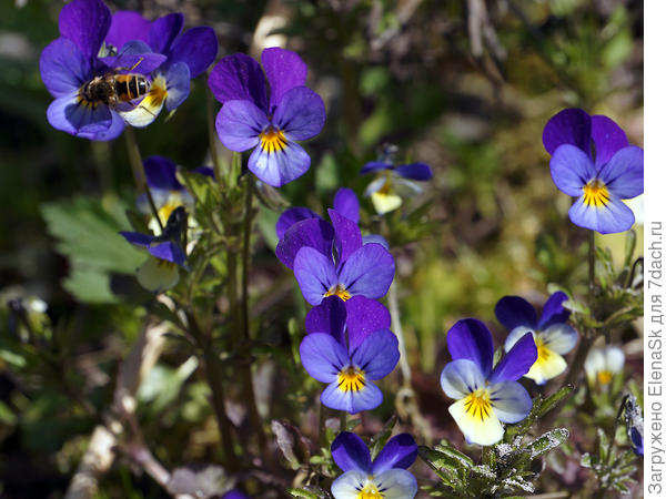 Виола рогатая