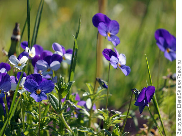 Виола рогатая