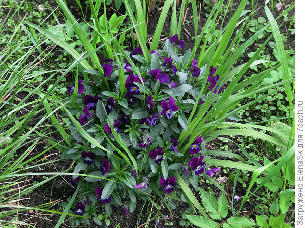 Виола в вейнике