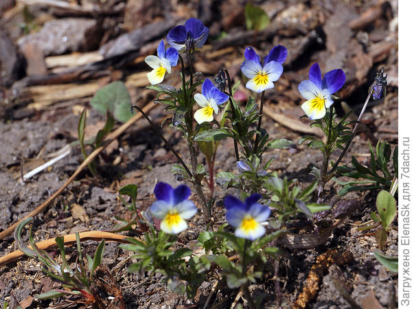 Виола рогатая, май