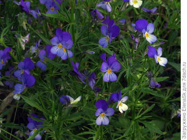 Виола рогатая