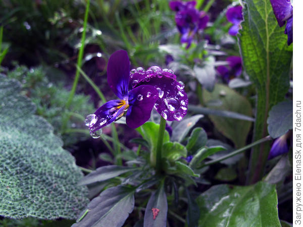 Виола после дождя