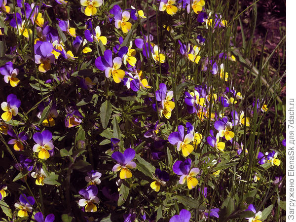 Тоже большая семейка