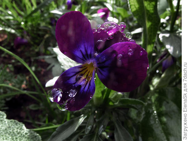 После дождя