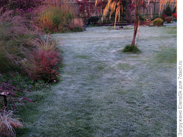 Большой газон. Слева - злаковый микс (это другой, не Злачное место)