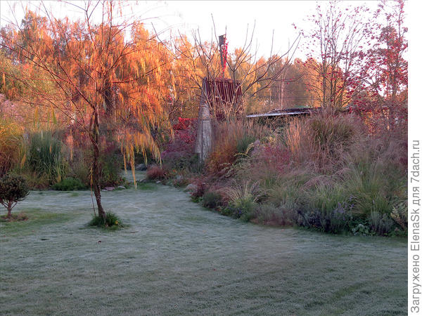 Этот же газон - с другой стороны. По центру - ива Шверина, за ней - Злачное место, справа - злаковый микс. Между ними проход на второй большой газон