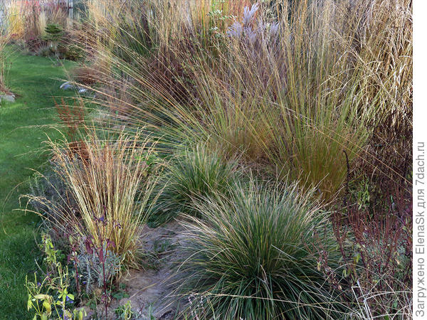 Мелкая слева - это тоже молиния, это вариегатная молиния, она из мелких