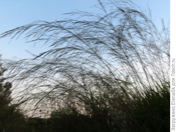 Метелки молиний