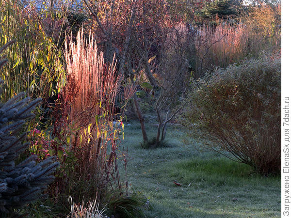 Вейник остроцветковый Аваланч - на солнце огнем горит!