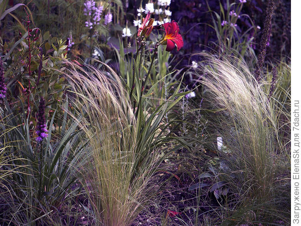 Ковыль тончайший