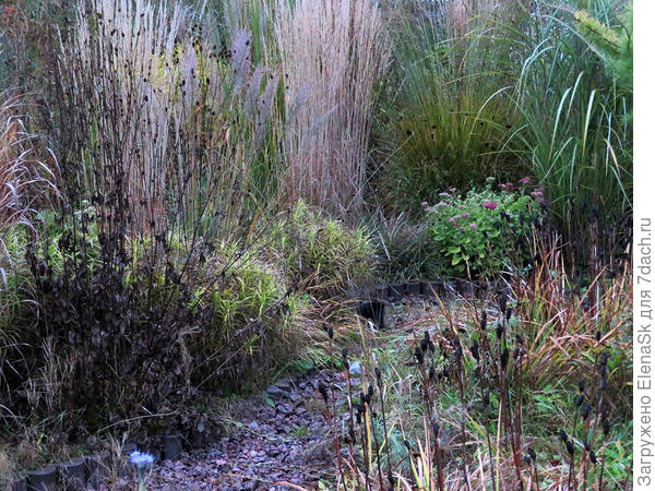 Вид со стороны сухого ручья. Белые столбы - вейники остроцветковые