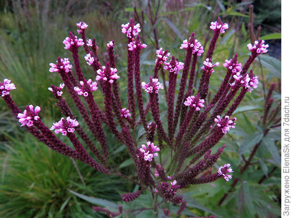Середина сентября