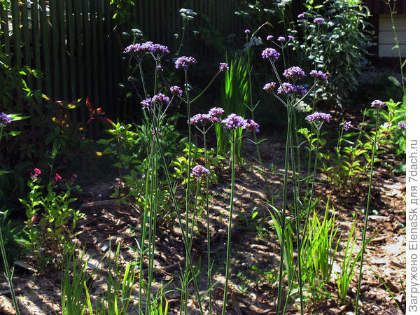 Посеянная под зиму - взошла поздно, цвела... Но на уровне колена