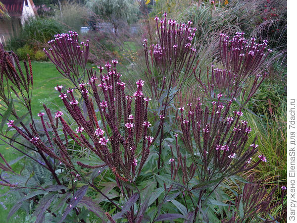 Середина сентября