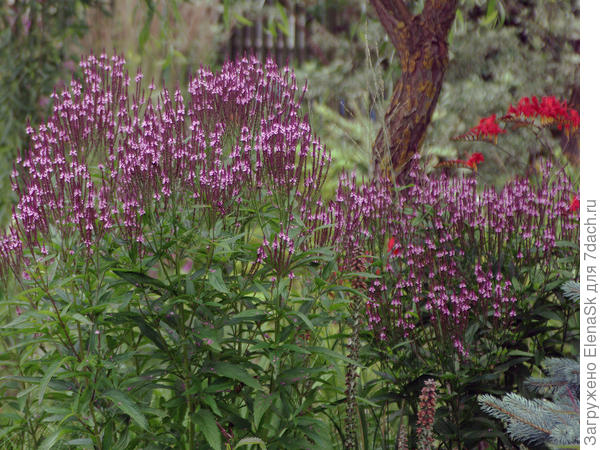 Вербена на острове на большом газоне. Эти пышные букеты - всего второй год, как были посажены из рассады две былки, растут и процветают в полной тени от ивы. У нее крона шатром... Один букет помельче ростом, но он совсем близко к ели растет.