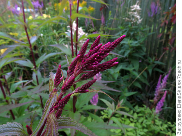 Начало цветения