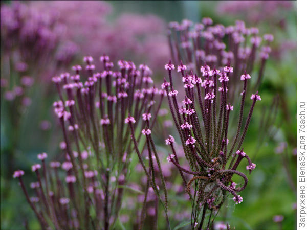 Середина сентября