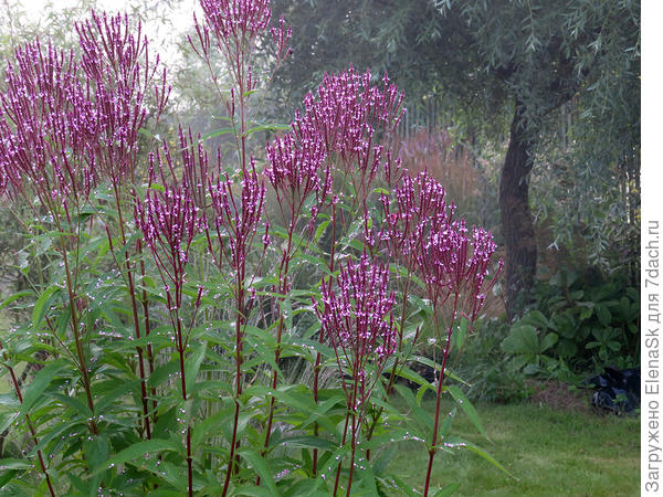 Иву что на заднем плане - убираю... Она до 30 метров вырастает и пара охватов ствол будет и очень быстро...