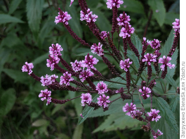 Середина сентября
