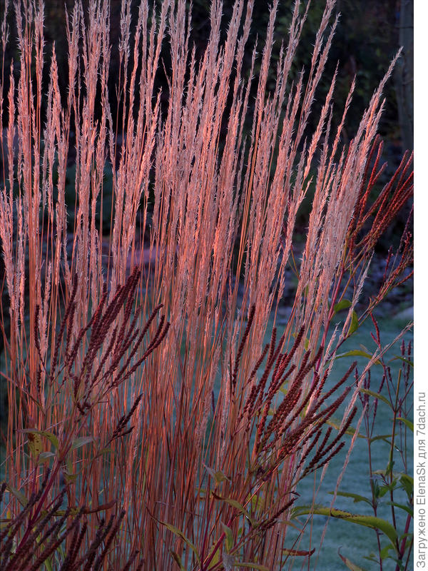 Отцветшая вербена на фоне вейника в октябре