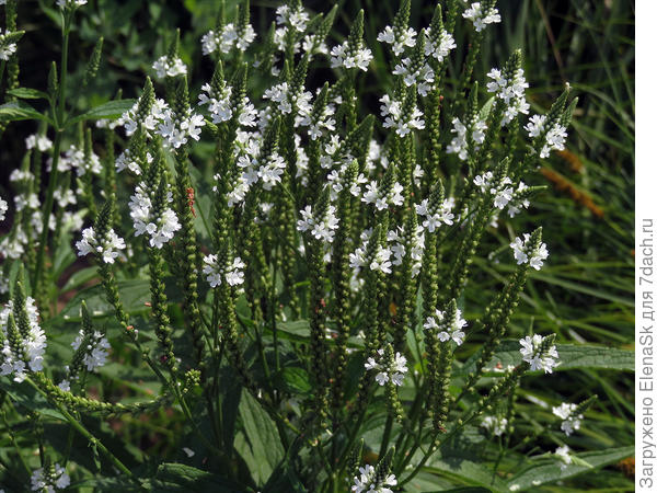 Вербена белая