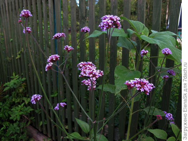 Вербена буэнос-айресская, жидковато как-то...