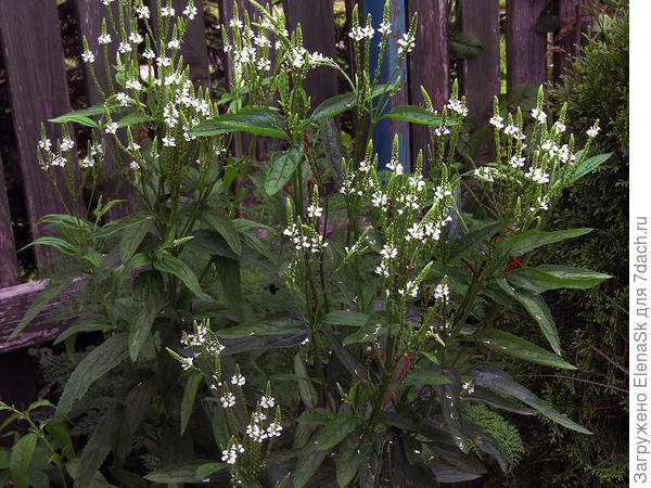 Еще фото белой попалось...