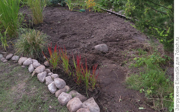 Императа цилидрическая