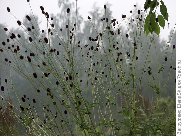 Очень воздушные, просто висят в воздухе...