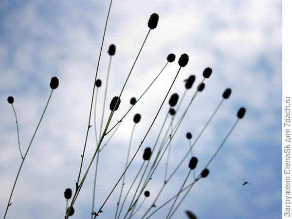 Тоже самое, но без мискантуса