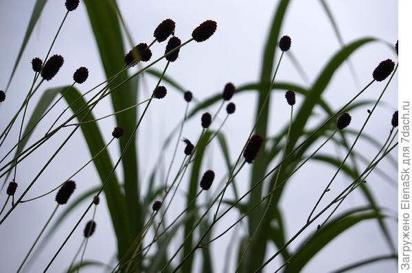 На фоне мискантуса. Конечно же кровохлебка не выше мискантуса, просто снимала с нижней точки на "фоне неба", а мискантус Гигантимус это небо закрыл