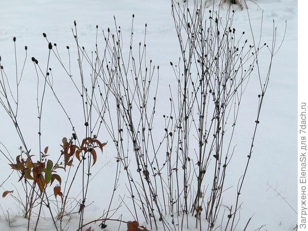 Начало зимы