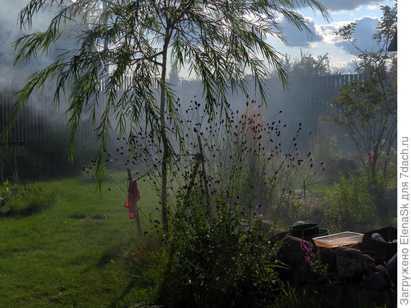 Снято издали, поэтому пропорции соблюдены, ива Шверина у меня на подпорках, слева привязана к черенку воткнутой в землю лопатой. Это где-то по пояс (наверно), кровохлебка - выше...