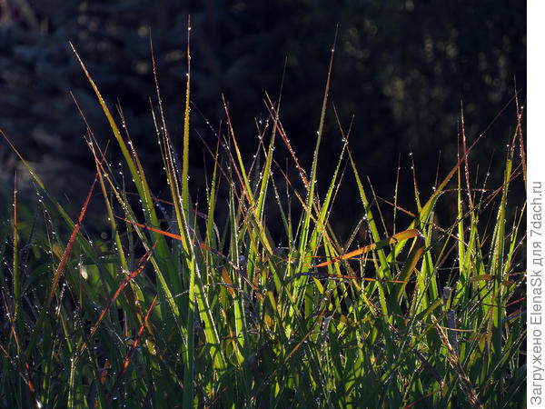 Роса на газоне